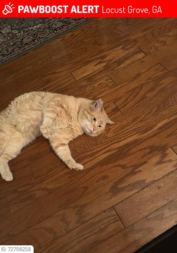 Lost Male Cat last seen Peeksville, Locust Grove, GA 30248