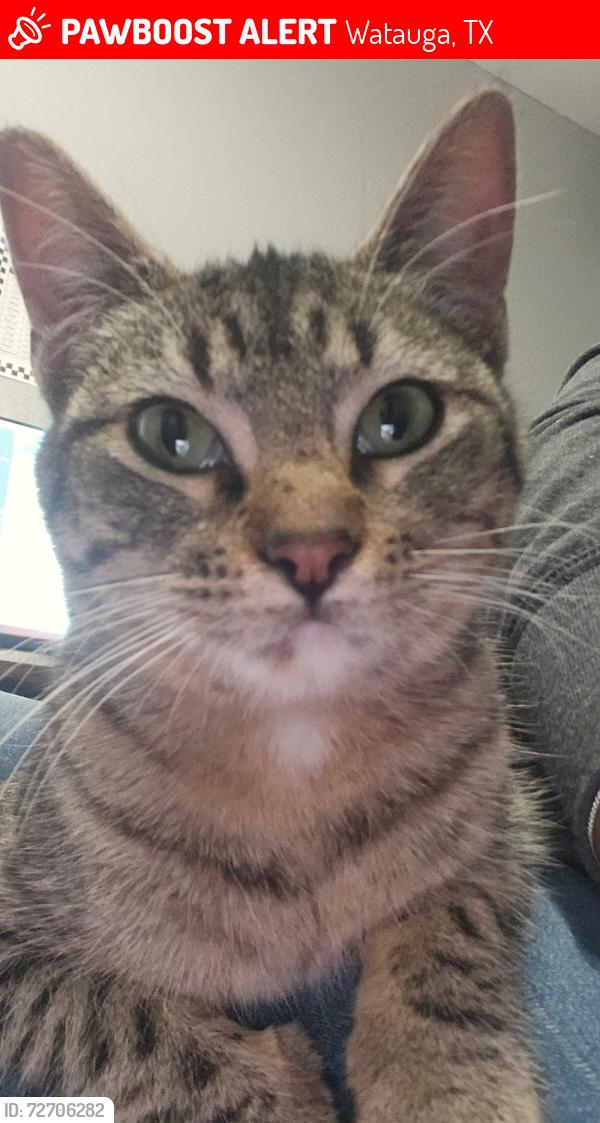 Lost Female Cat last seen North Park and Prairie Dr, Watauga, TX 76148