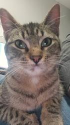Lost Female Cat last seen North Park and Prairie Dr, Watauga, TX 76148