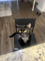 Lost Male Cat last seen At Cortlant at the Hammocks Community , Miami, FL 33196