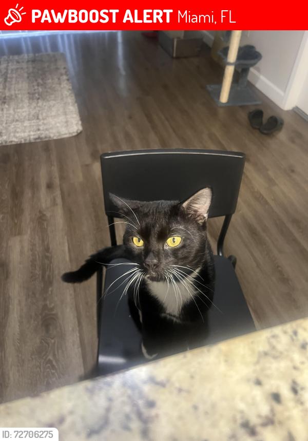 Lost Male Cat last seen At Cortlant at the Hammocks Community , Miami, FL 33196
