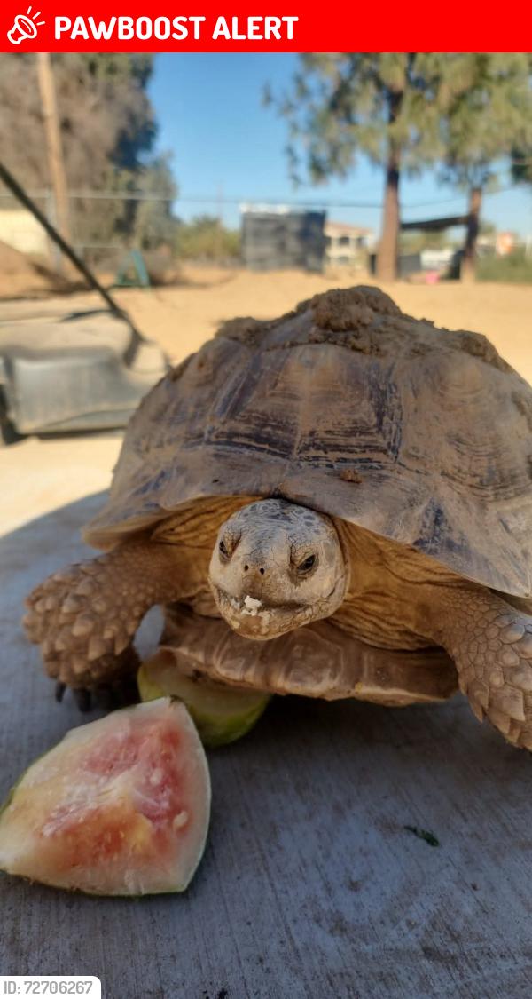 Lost Female Reptile last seen Sarival and Glendale Ave, Maricopa County, AZ 85340