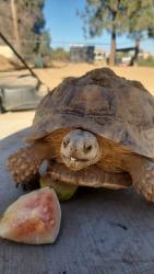 Lost Female Reptile last seen Sarival and Glendale Ave, Maricopa County, AZ 85340