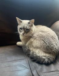 Lost Female Cat last seen Temeku Hills off La Serena, Temecula, CA 92591