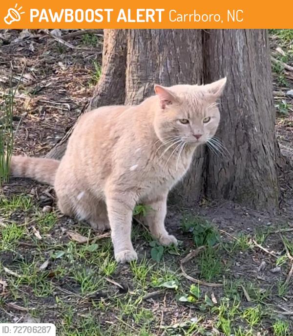Found/Stray Unknown Cat last seen Cheek St & Hillsborough Rd. , Carrboro, NC 27510