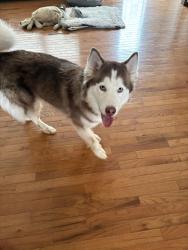 Found/Stray Unknown Dog last seen Sand hill rd , Asheville, NC 28806