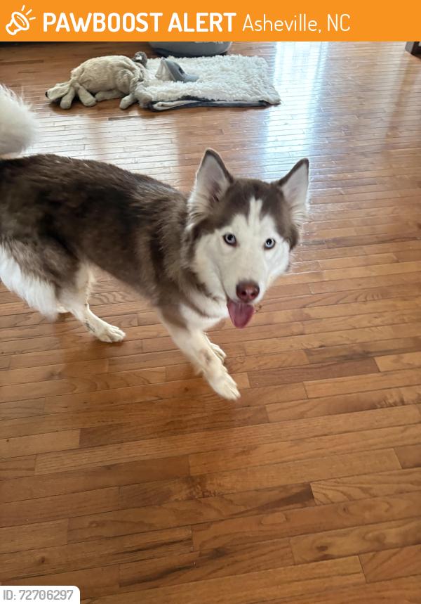 Found/Stray Unknown Dog last seen Sand hill rd , Asheville, NC 28806