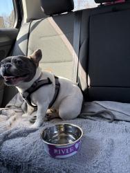 Lost Female Dog last seen Oakton and Elmhurts by the 7/11, Des Plaines, IL 60018