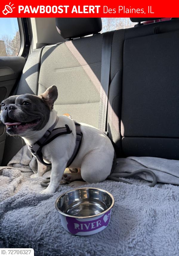 Lost Female Dog last seen Oakton and Elmhurts by the 7/11, Des Plaines, IL 60018
