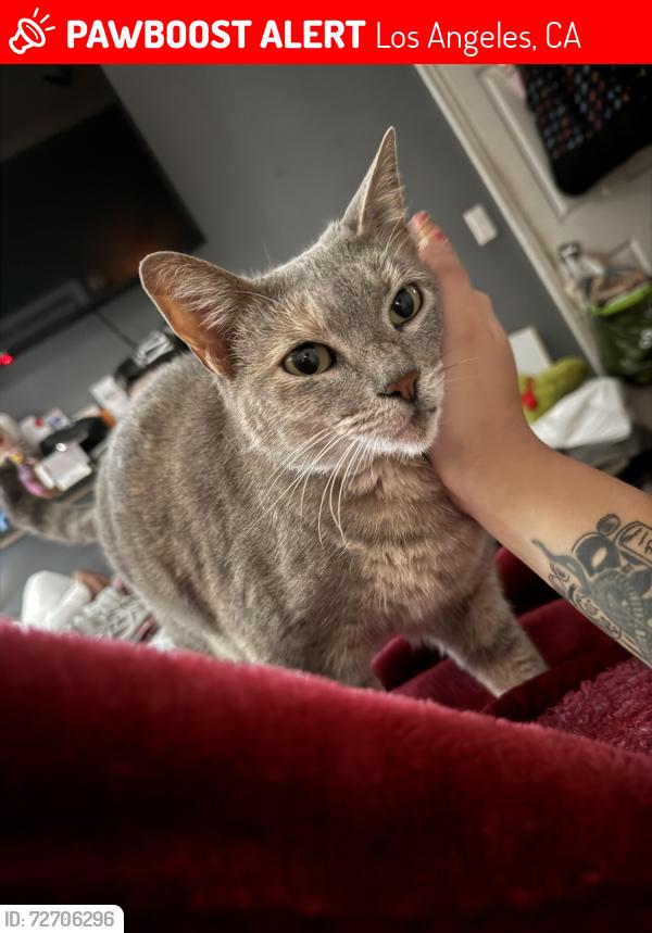 Lost Female Cat last seen 38th & la salle , Los Angeles, CA 90062
