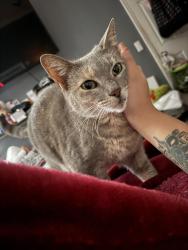 Lost Female Cat last seen 38th & la salle , Los Angeles, CA 90062