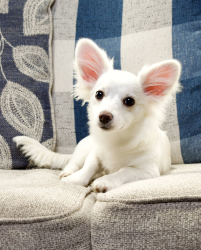 Lost Female Dog last seen Ross Ln, Southfork, Manvel, TX 77578