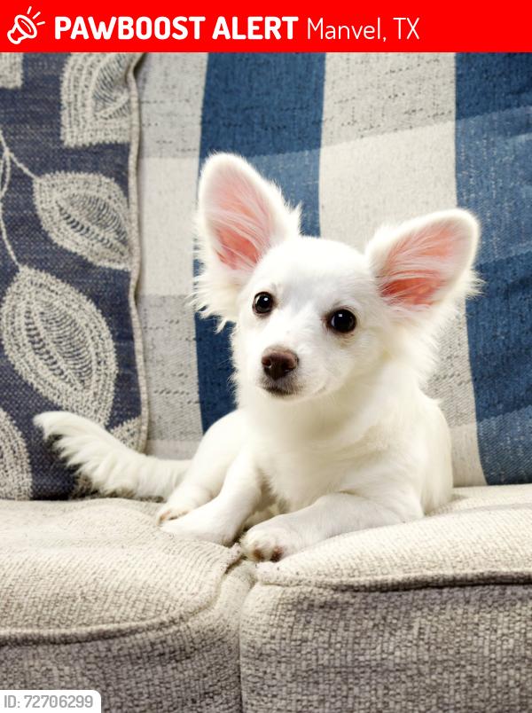Lost Female Dog last seen Ross Ln, Southfork, Manvel, TX 77578