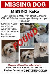 Found/Stray Female Dog last seen Brainard Road , Lyndhurst, OH 44124