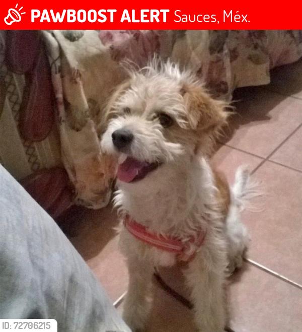 Lost Male Dog last seen Tamarindos y Amates, Sauces, Méx. 50210