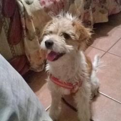 Lost Male Dog last seen Tamarindos y Amates, Sauces, Méx. 50210