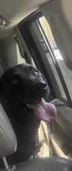 Found/Stray Female Dog last seen Axle dr , Woodruff, SC 29388