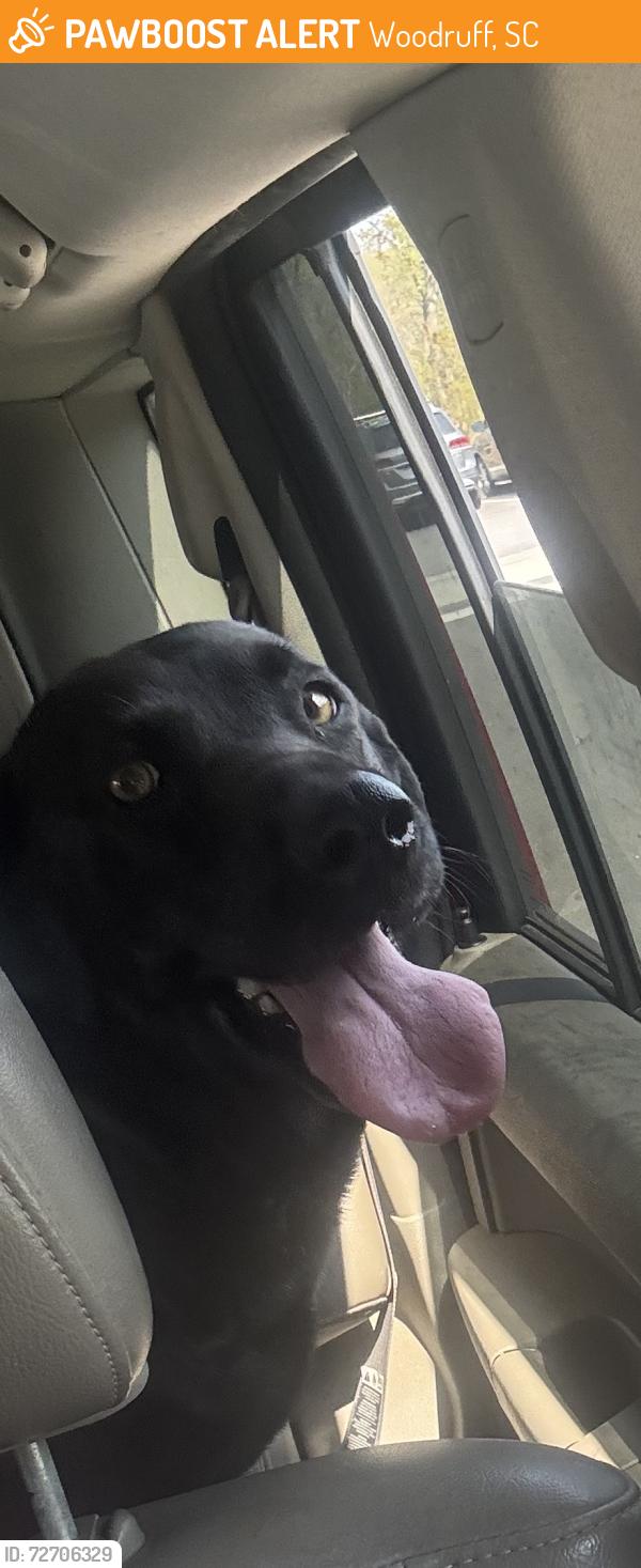 Found/Stray Female Dog last seen Axle dr , Woodruff, SC 29388