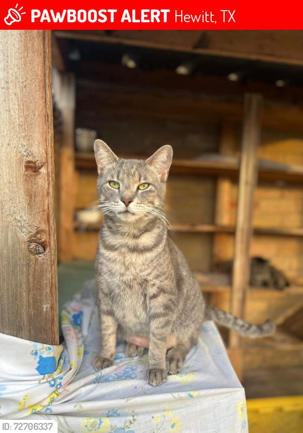 Lost Male Cat last seen Old temple and rosedale, Hewitt, TX 76643