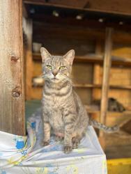Lost Male Cat last seen Old temple and rosedale, Hewitt, TX 76643