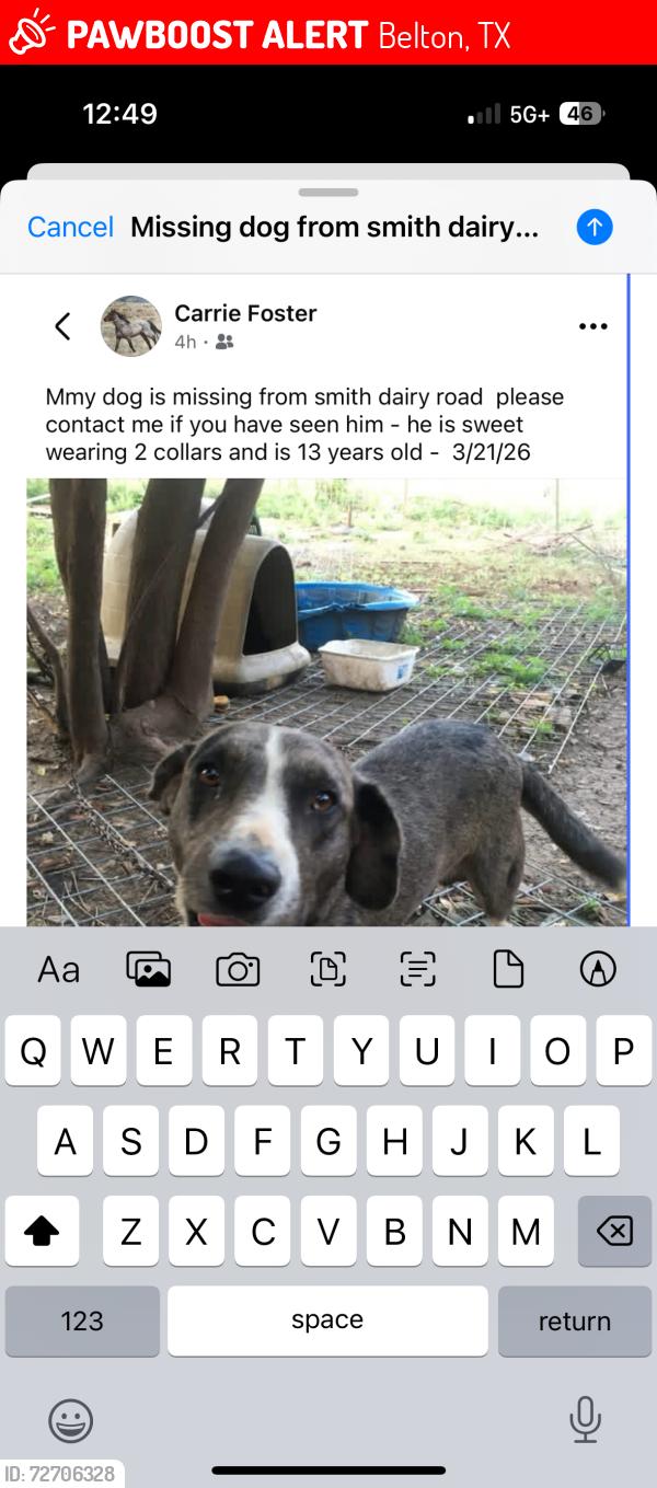 Lost Male Dog last seen Amity west and Tahuaya road, Belton, TX 76513