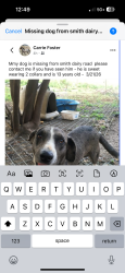 Lost Male Dog last seen Amity west and Tahuaya road, Belton, TX 76513