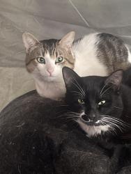 Lost Male Cat last seen Highway 303, John Carlson, fairgrounds, Kitsap County, WA 98311
