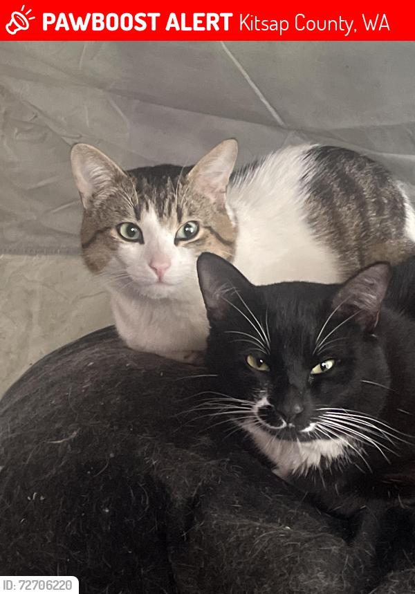 Lost Male Cat last seen Highway 303, John Carlson, fairgrounds, Kitsap County, WA 98311