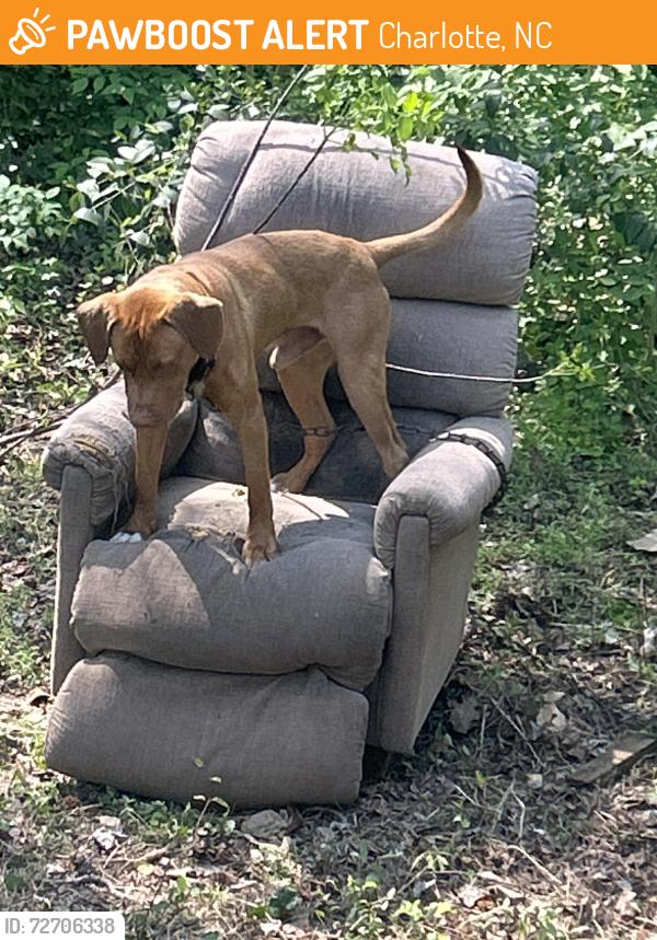 Found/Stray Male Dog last seen Little Rock road  andvTukwdeese , Charlotte, NC 28214