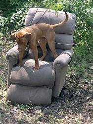 Found/Stray Male Dog last seen Little Rock road  andvTukwdeese , Charlotte, NC 28214