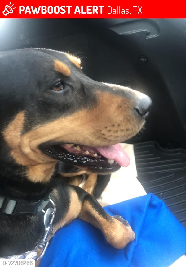 Lost Male Dog last seen Pueblo St and Vilbig in West Dallas 75212, Dallas, TX 75212