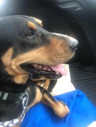 Lost Male Dog last seen Pueblo St and Vilbig in West Dallas 75212, Dallas, TX 75212