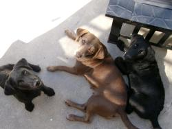 Found/Stray Female Dog last seen Olmito/Brownsville, Olmito, TX 78575