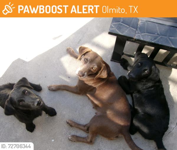Found/Stray Female Dog last seen Olmito/Brownsville, Olmito, TX 78575