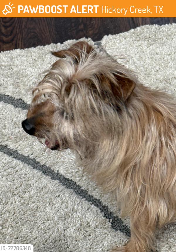 Found/Stray Unknown Dog last seen Stamford dr and lake point vista , Hickory Creek, TX 75065