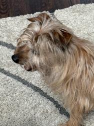 Found/Stray Unknown Dog last seen Stamford dr and lake point vista , Hickory Creek, TX 75065
