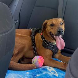 Shelter Stray Male Dog last seen BLANCO & HILDEBRAND, San Antonio, TX 78227