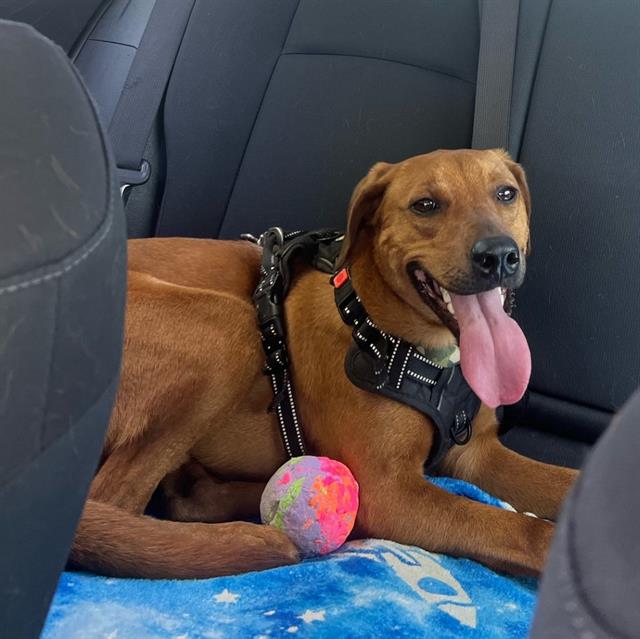 Shelter Stray Male Dog last seen BLANCO & HILDEBRAND, San Antonio, TX 78227