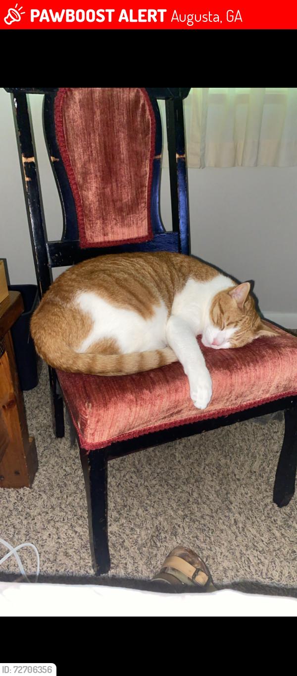 Lost Male Cat last seen Washington Rd and Skinner Mill Rd, Augusta, GA 30907