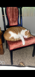 Lost Male Cat last seen Washington Rd and Skinner Mill Rd, Augusta, GA 30907