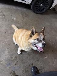 Found/Stray Female Dog last seen N best rd, Spokane valley wa 99216, Spokane Valley, WA 99216