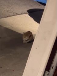 Found/Stray Unknown Cat last seen Lakewood & Glenshire rd, Downey, CA 90242