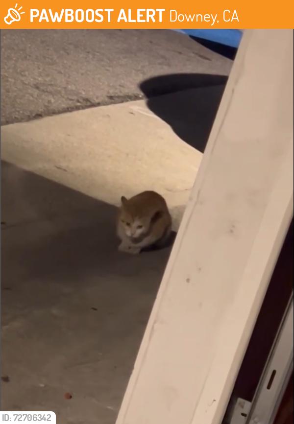 Found/Stray Unknown Cat last seen Lakewood & Glenshire rd, Downey, CA 90242