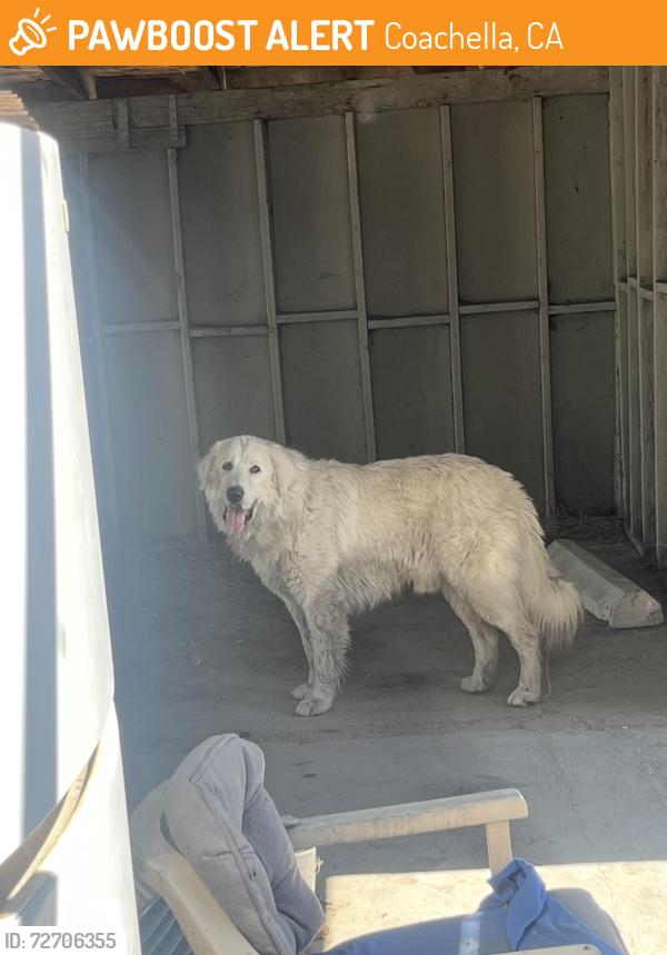 Found/Stray Male Dog last seen On Tyler St Coaca CA, Coachella, CA 92236