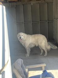 Found/Stray Male Dog last seen On Tyler St Coaca CA, Coachella, CA 92236