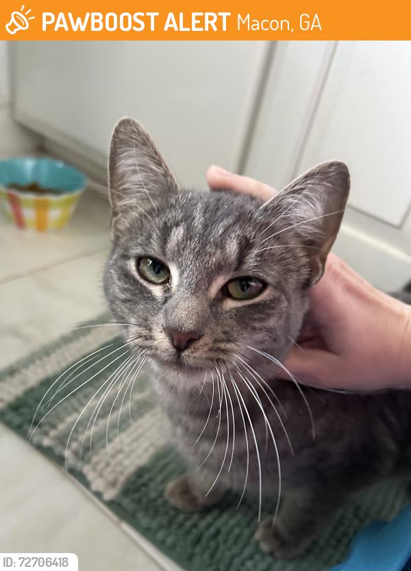 Found/Stray Female Cat last seen Vineville, Macon, GA 31204