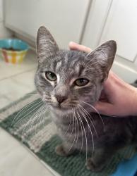 Found/Stray Female Cat last seen Vineville, Macon, GA 31204