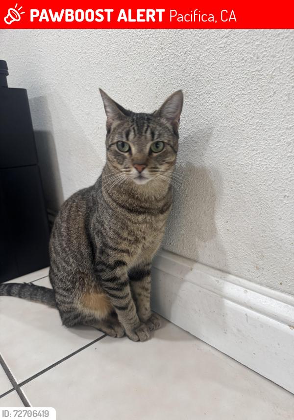 Lost Male Cat last seen Lynbrook Dr, Pacifica, CA 94044