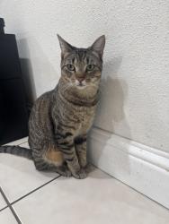 Lost Male Cat last seen Lynbrook Dr, Pacifica, CA 94044