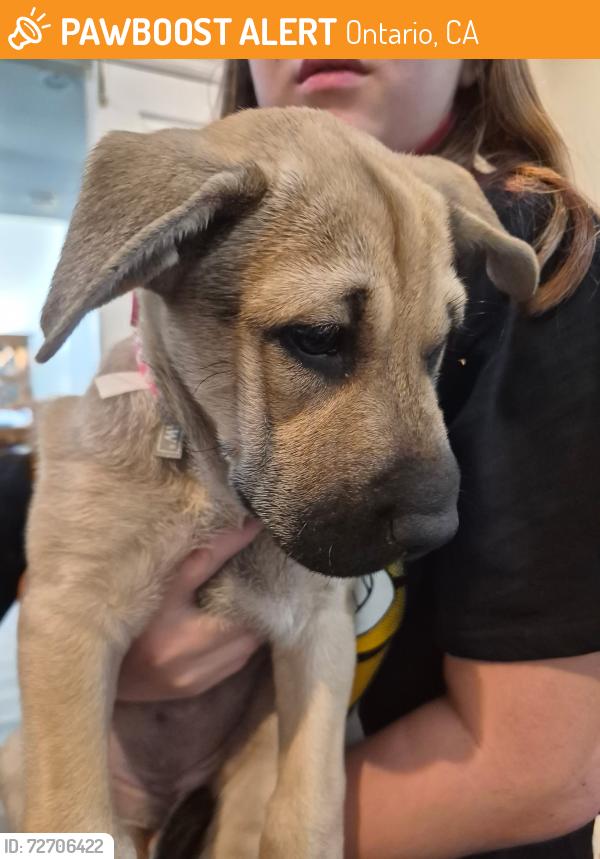 Found/Stray Female Dog last seen 4th street and 15 freeway, Ontario, CA 91764